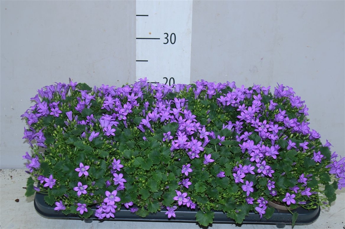 <h4>Campanula Port Porto</h4>