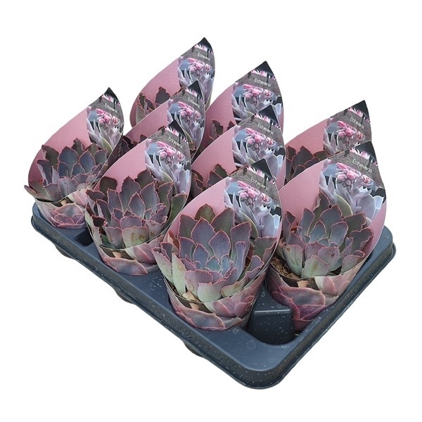 <h4>ECHEVERIA 'NEON BREAKERS' - POT Ø 10,5 WITH POTCOVER (SUCCULENTEN)</h4>