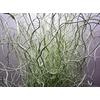 Salix Kronkelwilg Licht Groen
