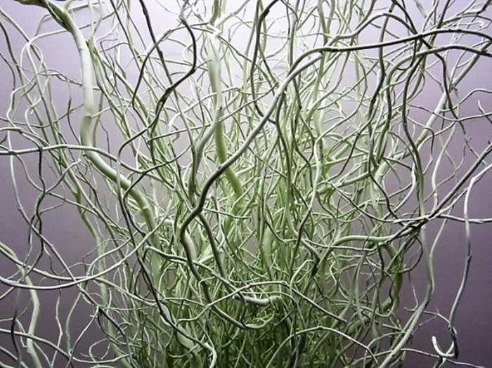Salix Kronkelwilg Licht Groen