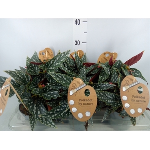 Begonia BD mac. 'Spotlight Dark'