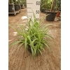 Chlorophytum Vittatum