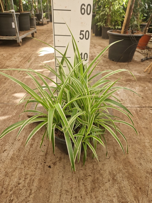 Chlorophytum Vittatum