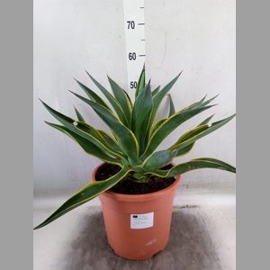 Agave   ...