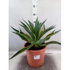 Agave   ...