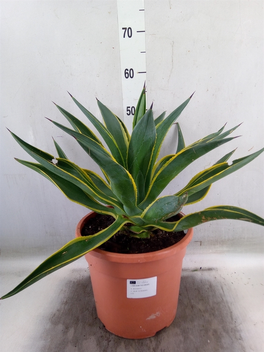 <h4>Agave   ...</h4>