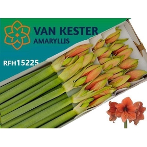 AMARYLLIS DESIRE