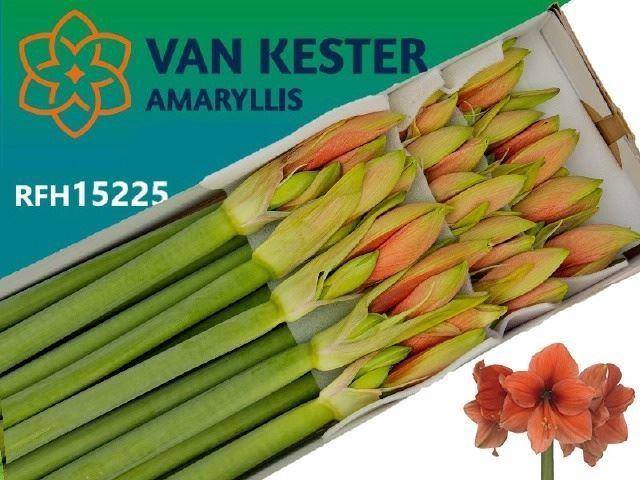 <h4>AMARYLLIS DESIRE</h4>