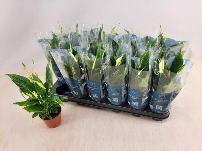 <h4>SPATH CHOPIN</h4>