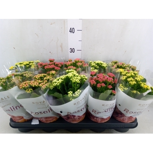 Kalanchoe blos. 'RoyalDon'   ..mix
