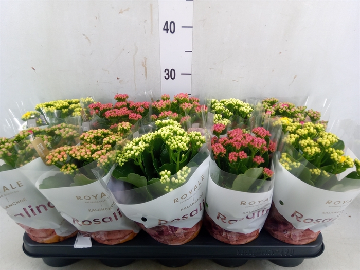 <h4>Kalanchoe blos. 'RoyalDon'   ..mix</h4>