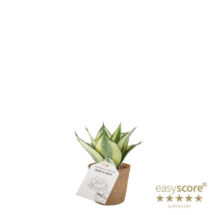 <h4>SANSEVIERIA TRIFASCIATA P6 HAHNII GOLD COCOZ</h4>