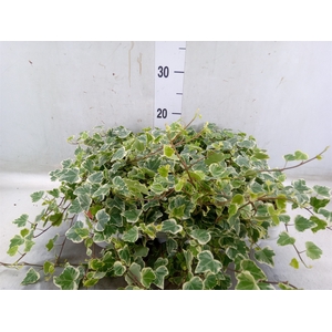 Hedera helix 'White Wonder'