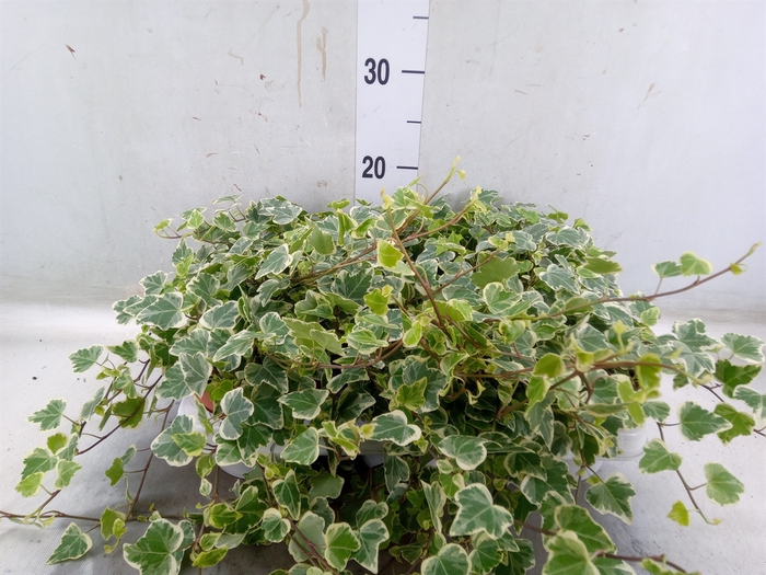 <h4>Hedera helix 'White Wonder'</h4>