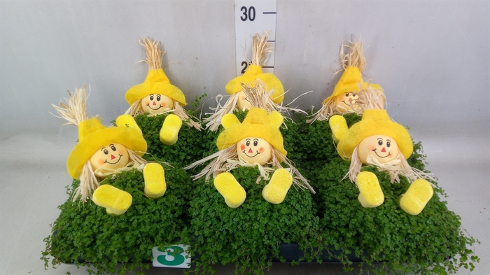 <h4>Soleirolia soleirolii   ...green</h4>