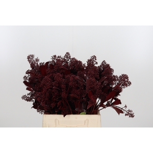 Skimmia Kl Bh Bordeaux