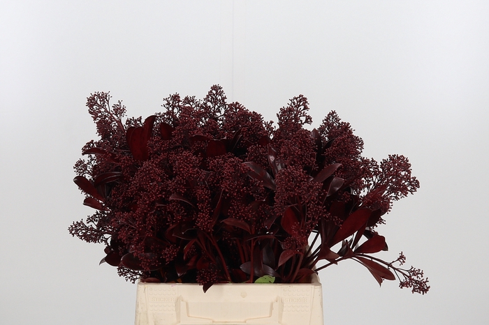 <h4>Skimmia Kl Bh Bordeaux</h4>
