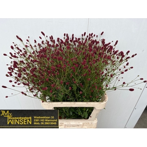 SANG OFFICINALIS