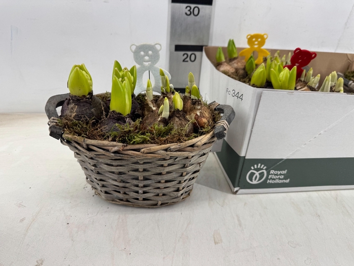 <h4>ARR BOL KNOLGEWAS</h4>