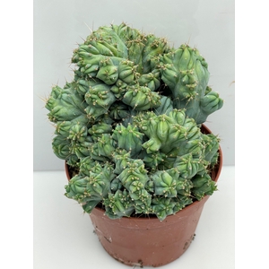 CACTUS GEM
