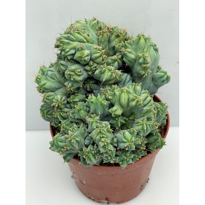 <h4>CACTUS GEM</h4>