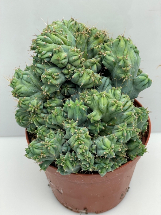 <h4>CACTUS GEM</h4>