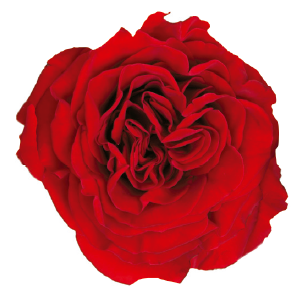 <h4>R Gr Deluxe Collection Wanted Red 40cm CO</h4>