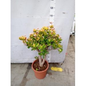 Crassula ovata 'Sunset'