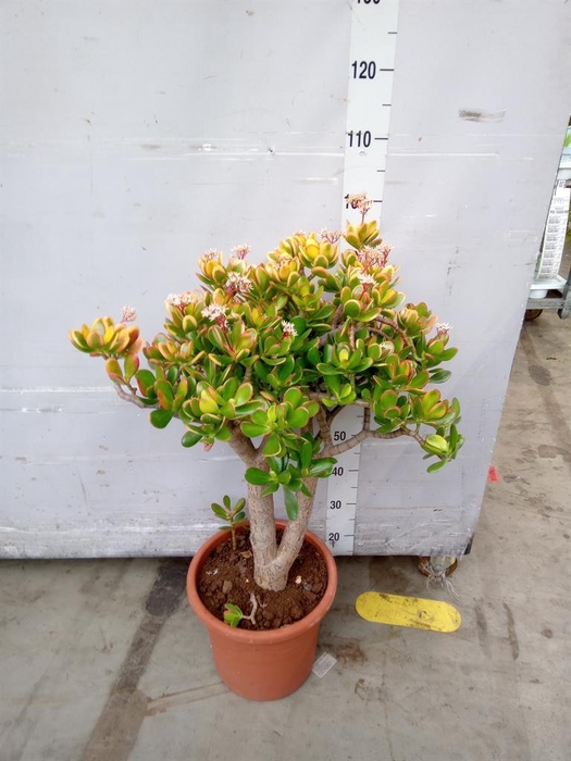 <h4>Crassula ovata 'Sunset'</h4>