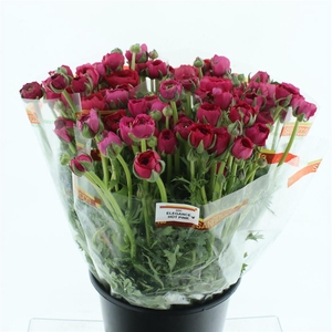 Ran El Sr Hot Pink Super