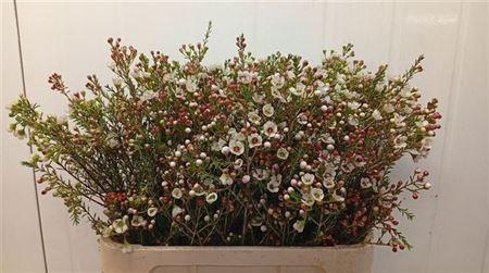 <h4>Chame Un Ella</h4>