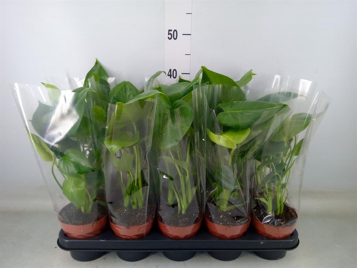 <h4>Monstera   ...</h4>