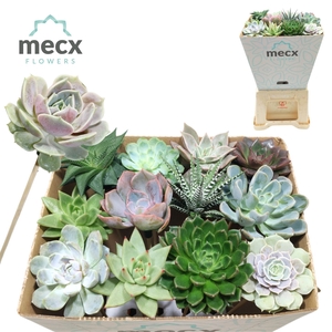 Succulent Mix (12sp) (mecx Flowers) Mecx-emmer 8cm