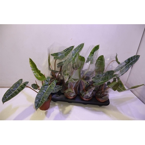 arr8 Phil Billietiae