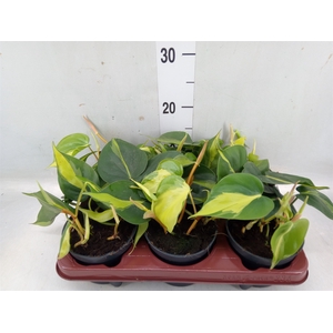 Philodendron scand. 'Brasil'