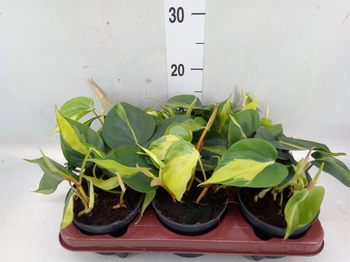 <h4>Philodendron scand. 'Brasil'</h4>