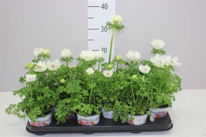 <h4>Anemone Coronaria Harmony White</h4>