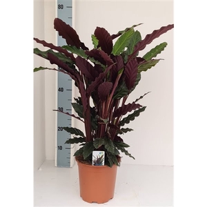 Calathea rufibarba