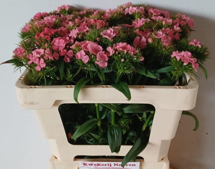 <h4>DI BARB B ZALMROSE</h4>