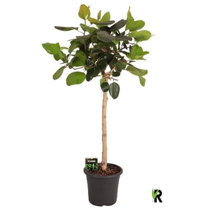 Ficus Ov Benghalensis stam