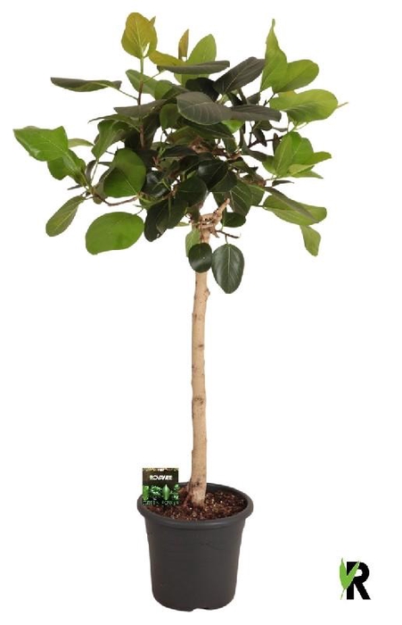 <h4>Ficus Ov Benghalensis stam</h4>