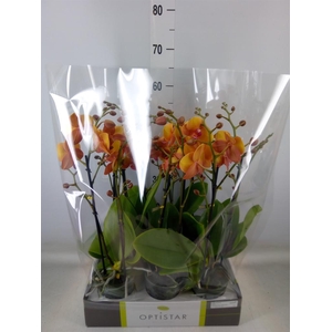 Phalaenopsis   ...orange