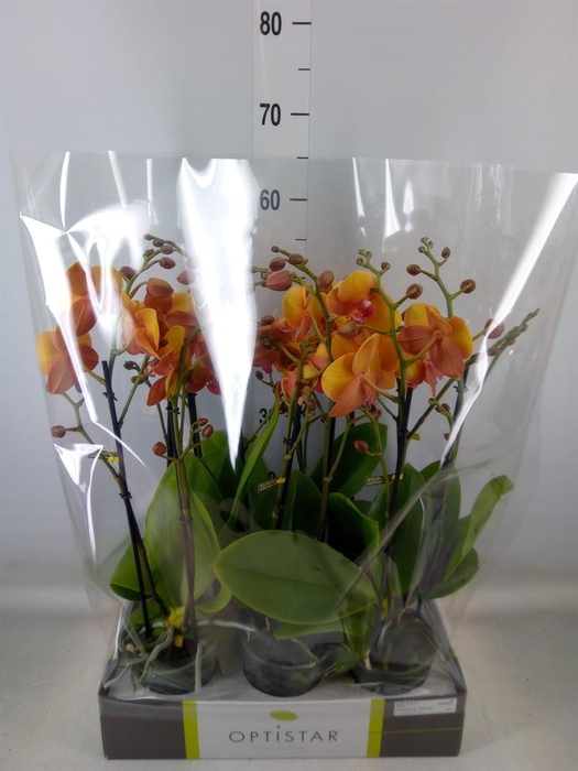 <h4>Phalaenopsis   ...orange</h4>