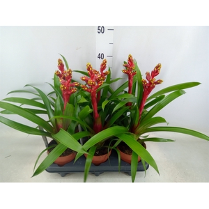 Guzmania   ...