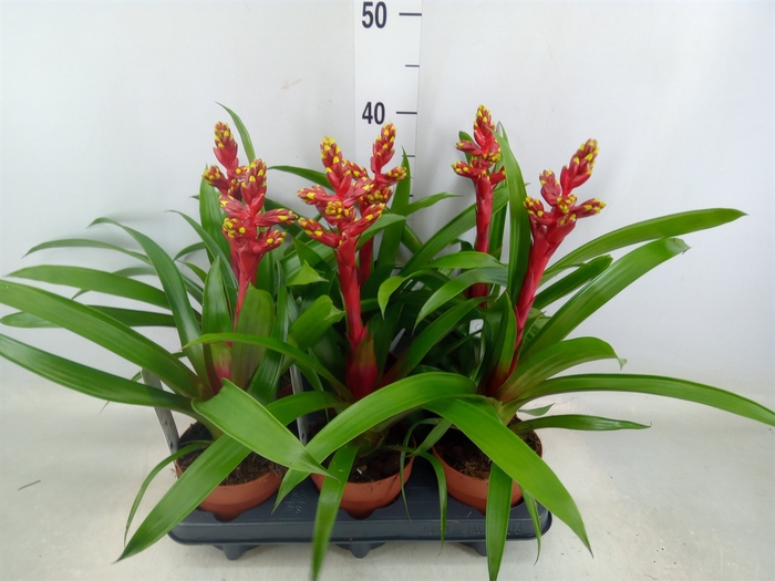 <h4>Guzmania   ...</h4>