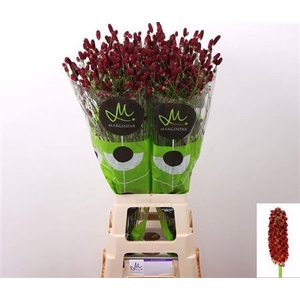 Sanguisorba Of Red Dream