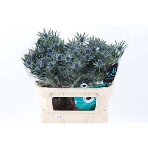 Eryn Orion Qstar 70cm