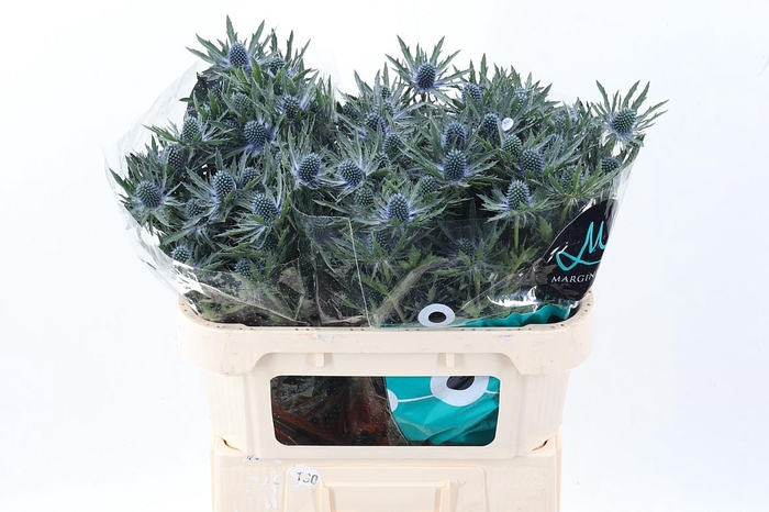 <h4>Eryn Orion Qstar 70cm</h4>