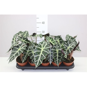 Alocasia Polly
