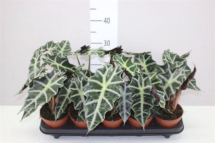 <h4>Alocasia Polly</h4>